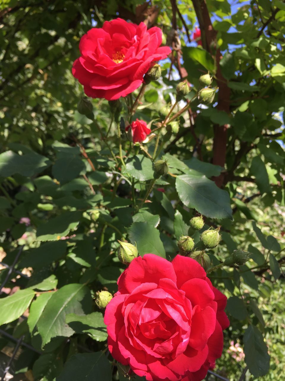 CLOSE-UP OF RED ROSE ON PLANTS