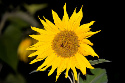 Close-up of sunflower