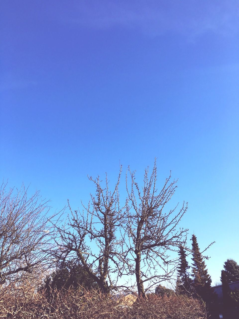 blue, tree, nature, no people, clear sky, low angle view, sky, outdoors, growth, silhouette, tranquility, beauty in nature, day