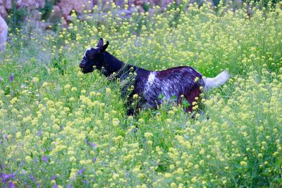 Black dog running in grass