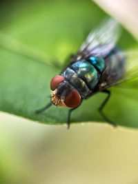 Close-up of fly on leaf