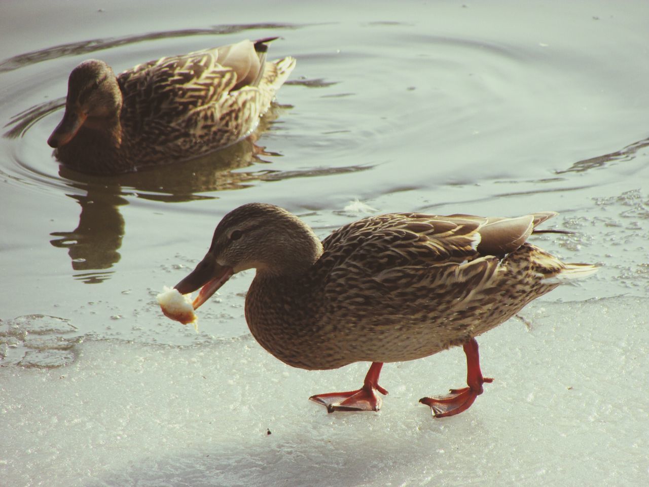 animal themes, bird, animals in the wild, wildlife, duck, water, lake, mallard duck, high angle view, water bird, two animals, nature, reflection, swimming, waterfront, no people, outdoors, beak, side view, togetherness