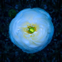 Close-up of white flower on field