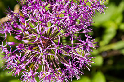 Close-up of purple flowering plant