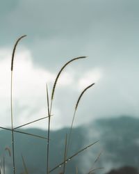 Close-up of stalks against sky