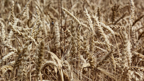 Full frame shot of wheat field