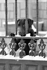 Portrait of dog against fence