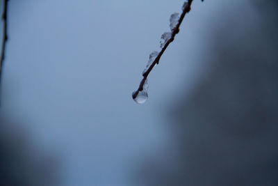 Close-up of frozen plant against sky