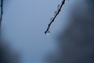 Close-up of frozen dried plant during winter