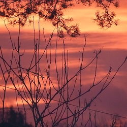 Silhouette branches against dramatic sky during sunset