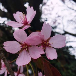 Close-up of pink cherry blossoms