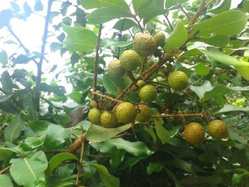 Low angle view of fruits on tree