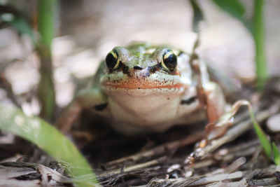 Close-up portrait of a lizard