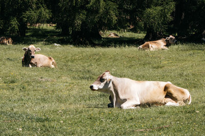 View of a dog on landscape