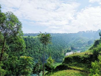 Scenic view of forest against sky