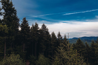 Pine trees in forest against sky