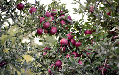 Close-up of red berries growing on tree