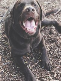 High angle view of dog with open mouth sitting on ground