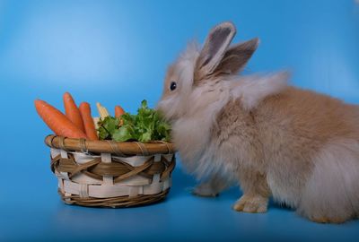 Horse in a basket