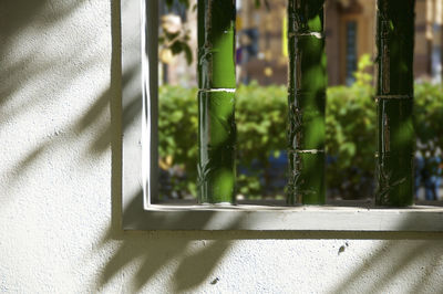 Close-up of plants against window