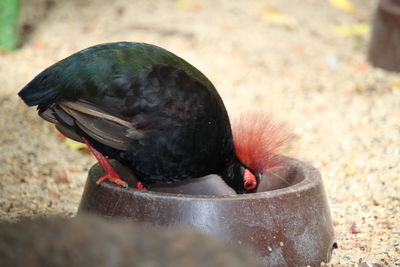 Close-up of black bird eating