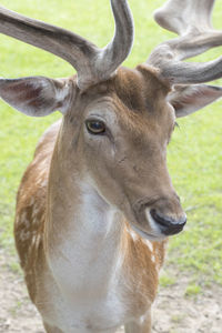 Close-up portrait of deer