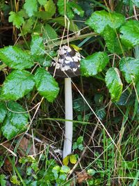 High angle view of mushroom growing on field