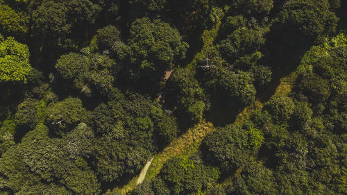 Aerial view of forest