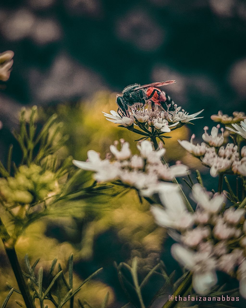 CLOSE-UP OF INSECT ON PLANT