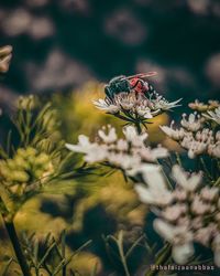 Close-up of insect on flower