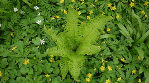 Full frame shot of leaves