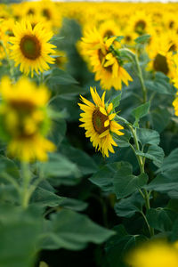 Sunflower field