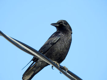 Low angle view of bird perching on cable