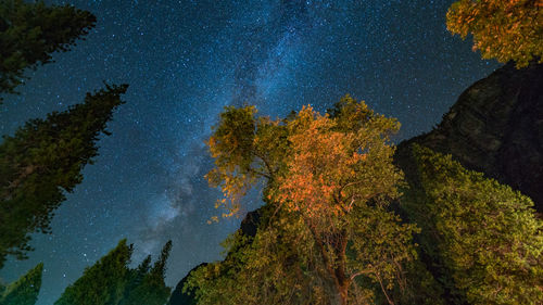 Trees against sky at night