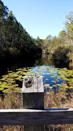 Scenic view of lake in forest against clear sky