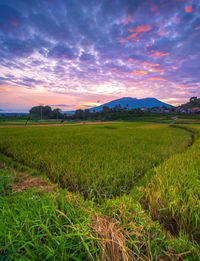 Scenic view of field against sky during sunset
