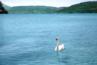 Swan swimming in lake