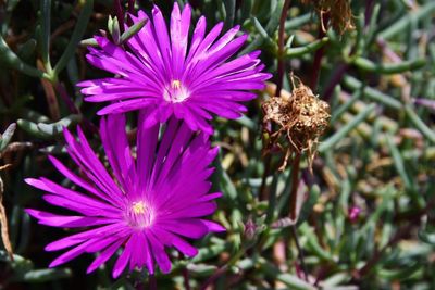 Close-up of pink flower