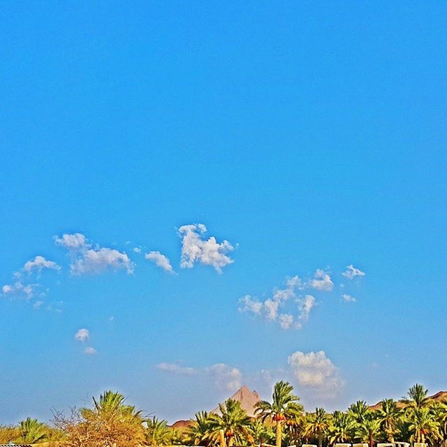 blue, low angle view, tree, beauty in nature, clear sky, copy space, tranquility, growth, nature, sky, scenics, tranquil scene, day, high section, outdoors, no people, idyllic, plant, treetop, green color