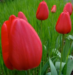 Close-up of red poppy blooming in field