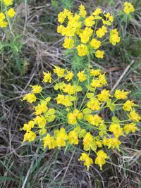 Close-up of yellow flowers blooming in field