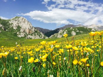 Yellow flowering plants on field by mountains against sky