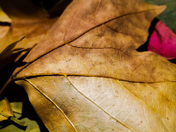 Close-up of dry leaves on field