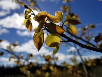 Close-up of yellow flowering plant against sky