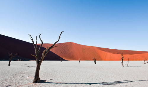 Tree at desert against clear blue sky