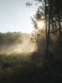 Sunlight streaming through trees on field against sky