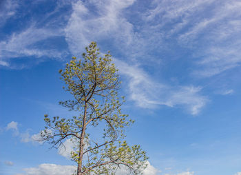 Low angle view of flowering tree against blue sky