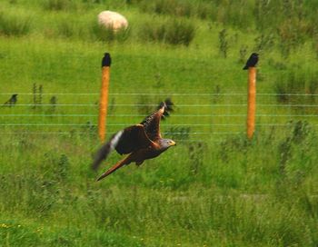 Bird flying in a field