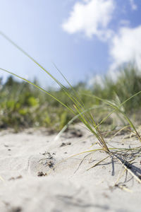 Close-up of grass on field against sky