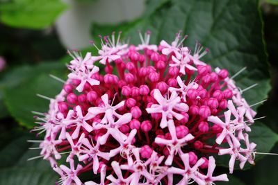 Close-up of pink flowers blooming outdoors